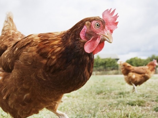 В приграничной с Тульской области обнаружен очаг птичьего гриппа 