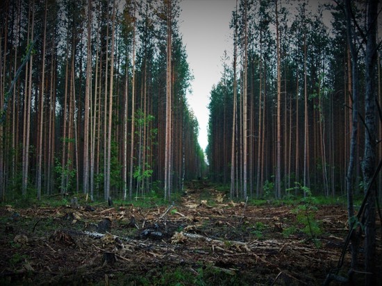 Ревизия, доразведка недр и не забыть про лес – новые планы в Карелии Ревизия, доразведка недр и не забыть про лес – новые планы в Карелии