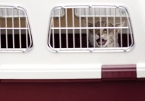 Домашние животные смогут путешествовать на поезде по стране самостоятельно и без документов — новые правила начнут действовать с 16 июля