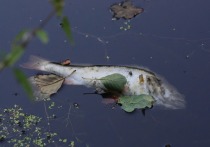 Причину массовой гибели рыб и исчезновения лебедей с Чистых прудов, похоже, нашли специалисты