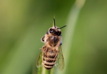 Изменение климата привело к тому, что количество пчёл на Земле стремительно сокращается, и в ближайшие 17 лет эти насекомые могут полностью исчезнуть 