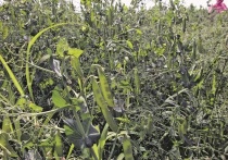 Из-за неблагоприятной погоды, длительного холодного и сухого периода, прогнозы на урожай зерновых и первый сенокос в Нижегородской области здорово упали