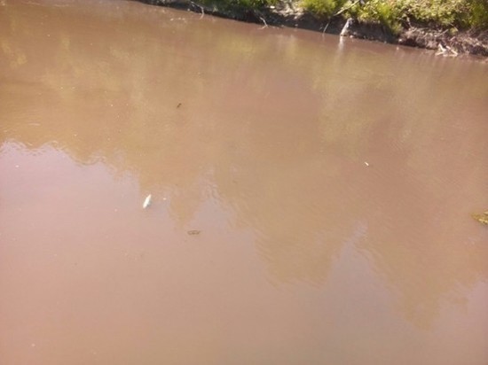 В реке Войтоловка рыба массово гибнет из-за слитого навоза