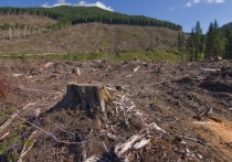 Китайский лесопромышленный бизнес, для которого в Томской области включен «зеленый свет», хронически убыточен и почти ничего не приносит в местный бюджет