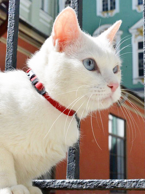«МК» в Питере» узнал, какие известные котики обитают в городе, и с какими просьбами идут к ним