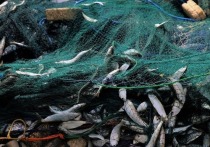 Рыбная отрасль страны оказалась на грани глубокого инвестиционного провала и полномасштабного экономического кризиса