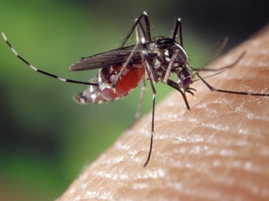 Жители Барнаула решили бороться с комарами с помощью подписей