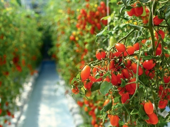 Агрокомплекс обеспечит томатами не только торговые сети республики, но и заменит импортную продукцию в крупных городах России