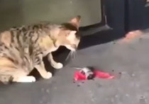 В соцсетях появилось забавное видео, на котором столкнувшаяся лицом к лицу с котом мышь нашла оригинальный способ спасти свою жизнь