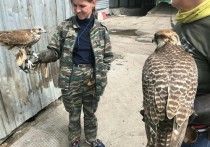 Ловчие птицы будут разгонять чаек на мусоро-перегрузочной станции в Приморском районе
