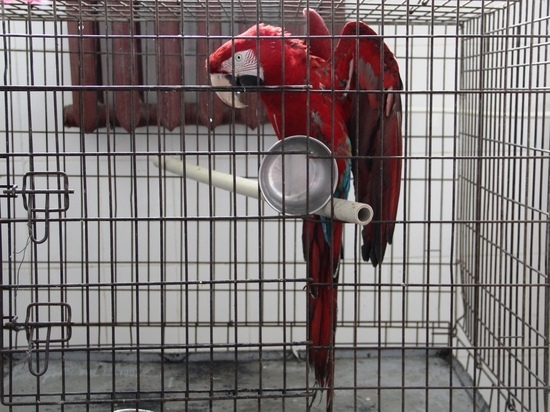 Цирковой попугай в Омске сменил пол