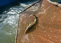 Жителей микрорайона АЦКК испугала следующая картина: берег Волги усеян десятками мертвых рыб, в том числе и осетровых пород