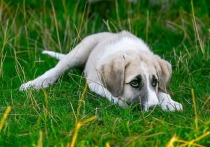 Наказание в 50 тысяч рублей за одну собаку ждет недобросовестные компании по отлову
