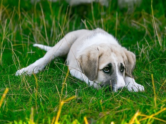 Наказание в 50 тысяч рублей за одну собаку ждет недобросовестные компании по отлову