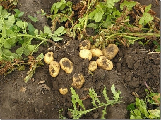 Россельхознадзор опроверг запрет дачникам сажать картошку