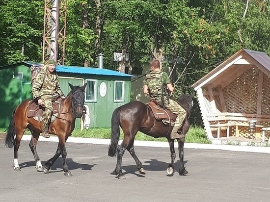 Инспекторы на лошадях поймали сборщиков черники в воронежском заповеднике