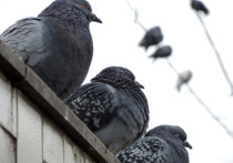 Избавить подмосковный Краснознаменск от засилья… голубей намерены местные власти
