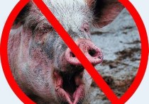 Уже не первый месяц население Курского района пытается добиться от местных властей запрета на строительство свинокомплекса в природоохранной зоне Алехинского заповедника