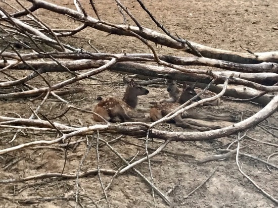 Беби-бум в калужском зоопарке