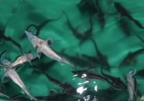 На еще недавно режимном объекте в Конаково уже в ближайшее время планируют принимать туристов, которых угостят царской рыбой и покажут «роддом», где появляются на свет мальки