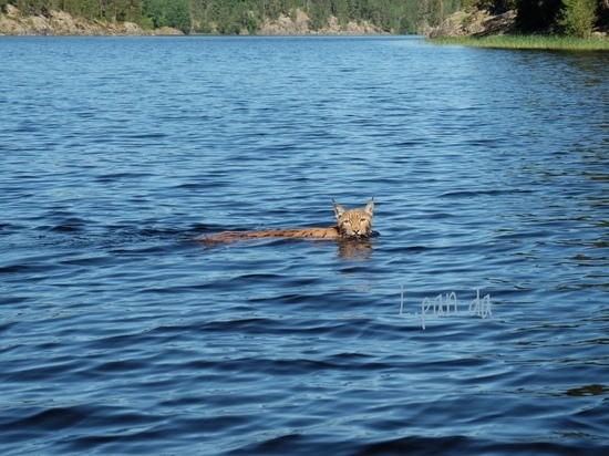 Новое водоплавающее: на юге Карелии туристы встретили рысь, переплывающую озеро. Фото.