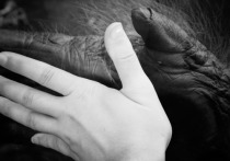 Одной из особенностей человека, выделяющих его среди всех приматов, является большой палец, противопоставленный прочим