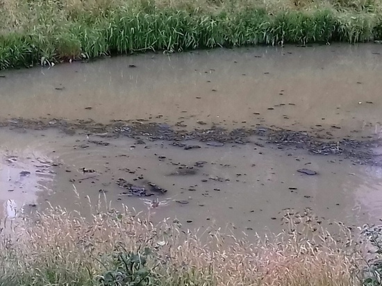 Активисты пожаловались на загрязнение реки Новая