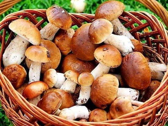 Как тулякам не отравиться грибами
