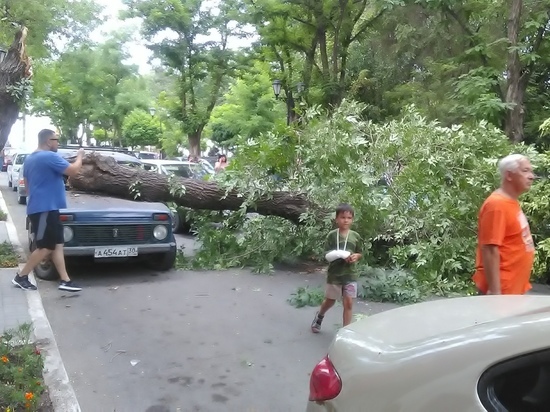 В центре Астрахани обрушилось дерево
