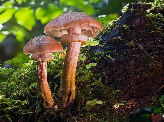 Семь тамбовчан отравились некачественными грибами