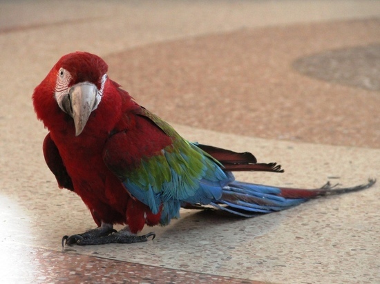Омского циркового попугая, «сменившего пол», переименовали в Филипповну