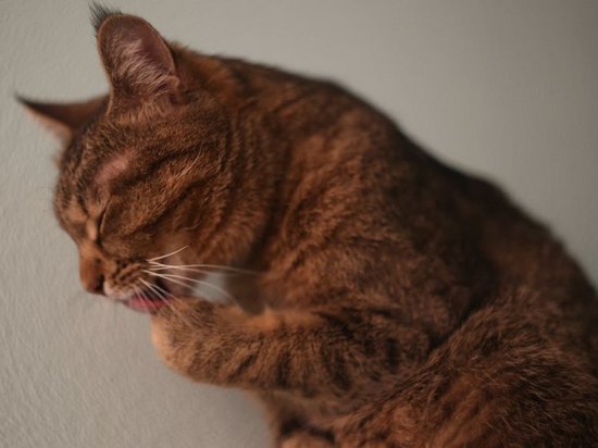 Мифическая кошка дорого обошлась жителю Владивостока