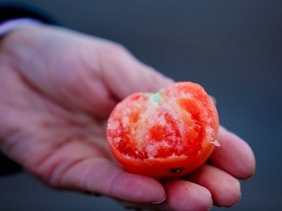 Биолог открыл волгоградцам тайну черных пятен на помидорах