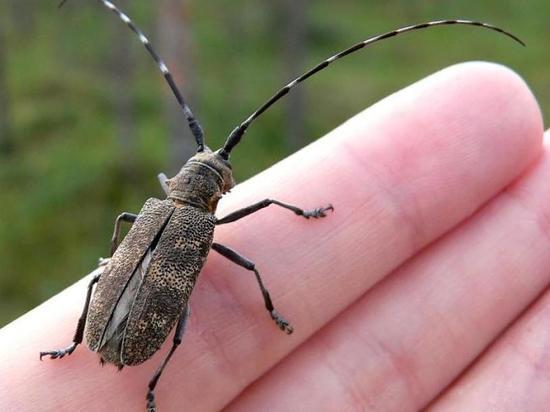 Лес в Кузбассе атаковали опасные жуки: объявлен карантин