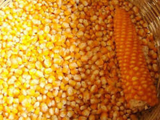 1,9 тонн кукурузы отправилось на карантин в Тульской области