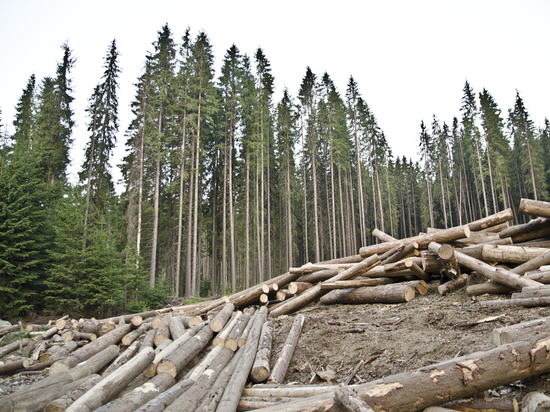 За два дня инспекторы Рослесхоза выявили незаконных вырубок омского леса на 42 млн рублей