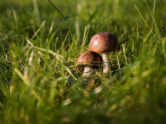 В Тамбовской области грибами отравились семь человек
