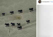 Внимание десятков тысяч людей привлекла фотография зебр, сделанная с высоты птичьего полета