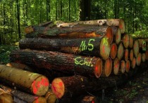 В ходе проведения «Национального лесного форума» в Барнауле Санкт-Петербургская международная товарно-сырьевая биржа (СПбМТСБ) и правительство Алтайского края подписали соглашение о сотрудничестве по развитию биржевых торгов лесом