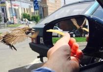 Интернет-пользователи обсуждают недавно сделанный снимок, на котором можно увидеть увидеть птицу, стремящуюся полакомиться картошкой фри, и ее отражение в боковом зеркале автомобиля