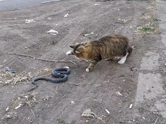 Астраханский кот схлестнулся со змеей