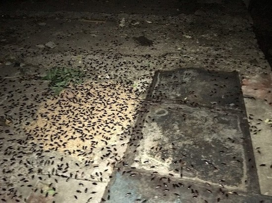 Из-за жары в Казани тысячи тараканов осадили подъезд жилого дома