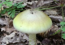 Воронежской области начались отравления грибами