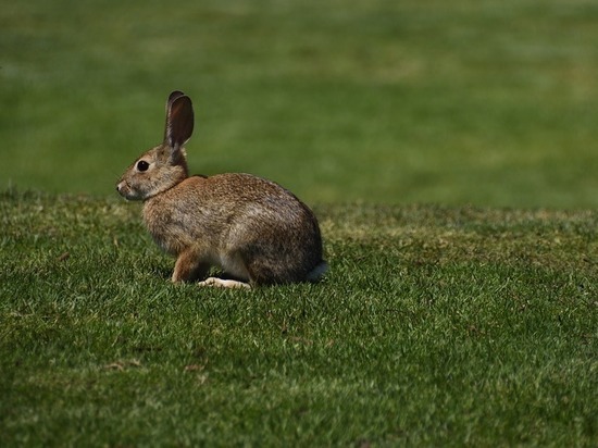 За долги по кредиту судебные приставы арестовали у тамбовчанки кроликов