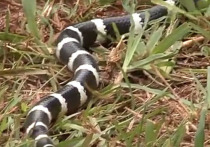 Новую разновидность ядовитой змеи бэнди-бэнди обнаружили биологи из Квинслендского университета в Австралии