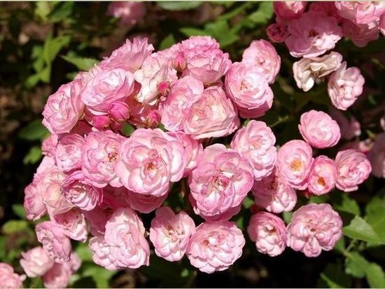Выставка роз и гортензий открывается в Иркутском краеведческом музее 24 июля