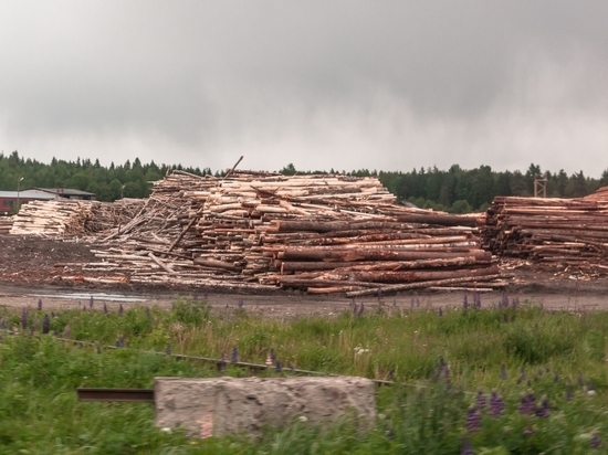 Половину долга за лес: фирма в Карелии не пополняла бюджет
