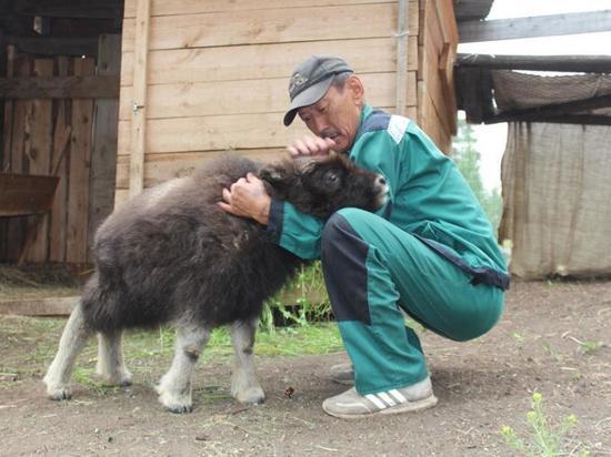 В Якутском зоопарке поселился детеныш овцебыка