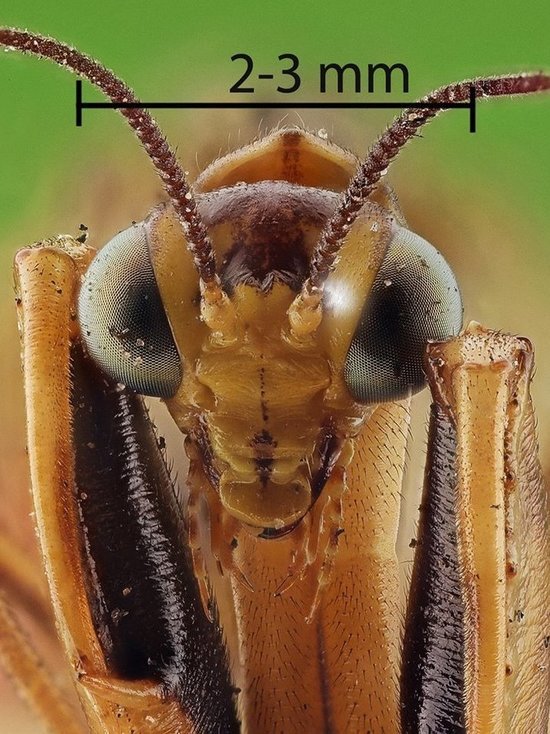 В столице Бурятии найдено краснокнижное насекомое, похожее на богомола