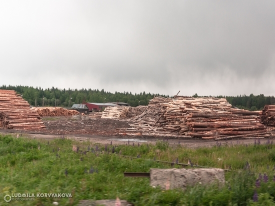 Медведев в Карелии: что резюмировали о состоянии лесного комплекса